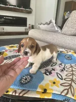 Shaded Red Piebald, a male Miniature Dachshund for sale in Belding, MI – Photo 5 of 5