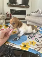 Shaded Red Piebald, a male Miniature Dachshund for sale in Belding, MI – Photo 4 of 5