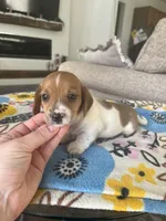 Shaded Red Piebald, a male Miniature Dachshund for sale in Belding, MI – Photo 2 of 5