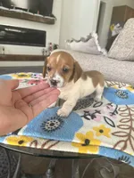 Shaded Red Piebald, a male Miniature Dachshund for sale in Belding, MI – Photo 1 of 5