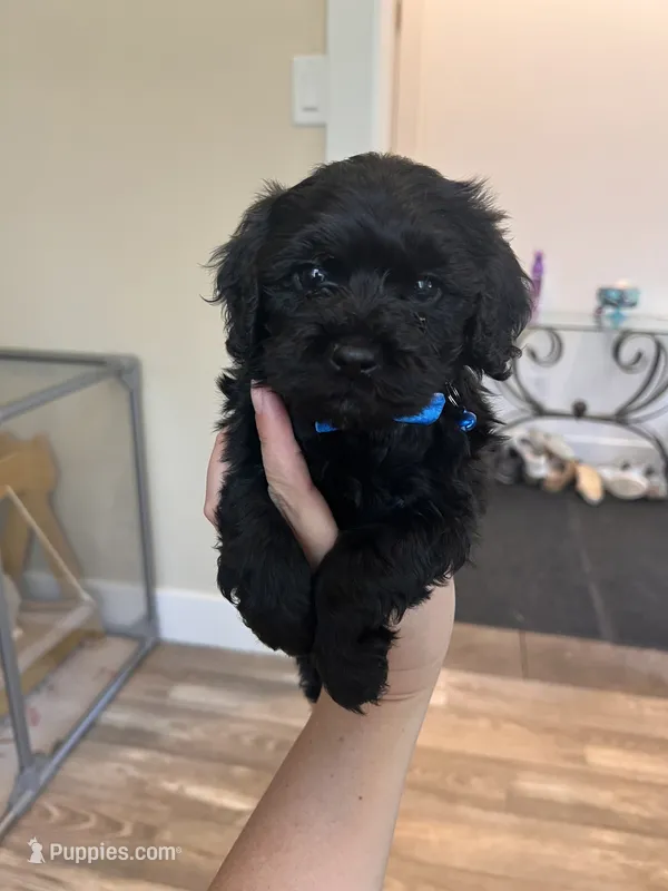 Male 2 – Cavapoo, Poodle - Toy  puppy for sale in Belding, MI