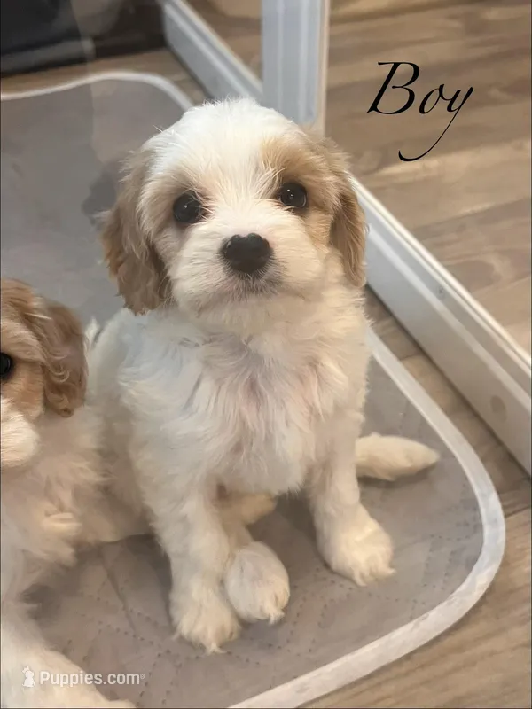 Male 3 – Cavapoo puppy for sale in Belding, MI