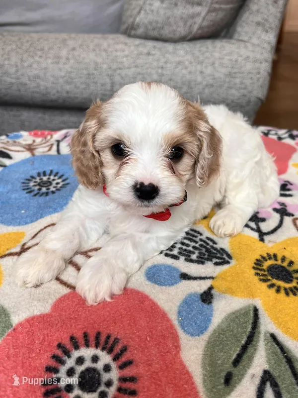 Male 3 – Cavapoo puppy for sale in Belding, MI