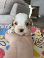 Male 3, a male Cavapoo for sale in Belding, MI – Photo 1 of 2