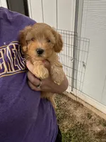 Teddy , a male Maltipoo and Poodle - Toy  for sale in Belding, MI – 2 of 4