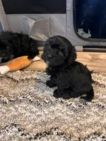 Female 2, a female Cavapoo and Poodle - Toy  for sale in Belding, MI – 2 of 2