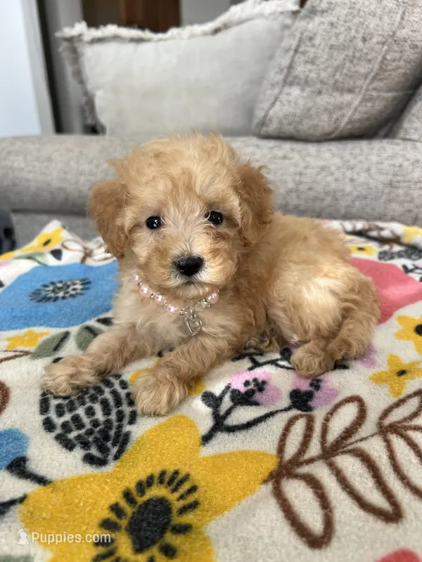 Pink Female – Maltipoo, Poodle - Toy  puppy for sale in Belding, MI