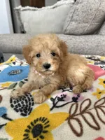 Pink Female, a female Maltipoo and Poodle - Toy  for sale in Belding, MI – 1 of 3
