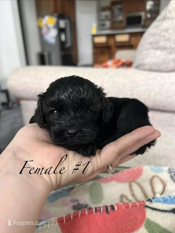 Female 1  – Cavapoo, Poodle - Toy  puppy for sale in Belding, MI