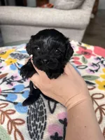 Female 1 , a female Cavapoo and Poodle - Toy  for sale in Belding, MI – 2 of 2