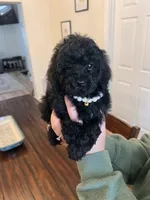 Female #1, a female Maltipoo and Poodle - Toy  for sale in Belding, MI – Photo 2 of 2