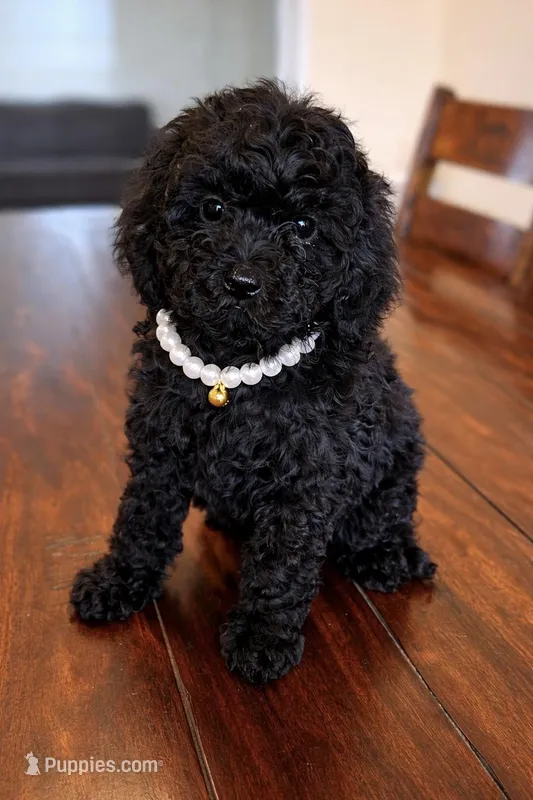 Female #1 – Maltipoo, Poodle - Toy  puppy for sale in Belding, MI