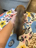 Long Hair Boy, a male Miniature Dachshund for sale in Belding, MI – 2 of 3