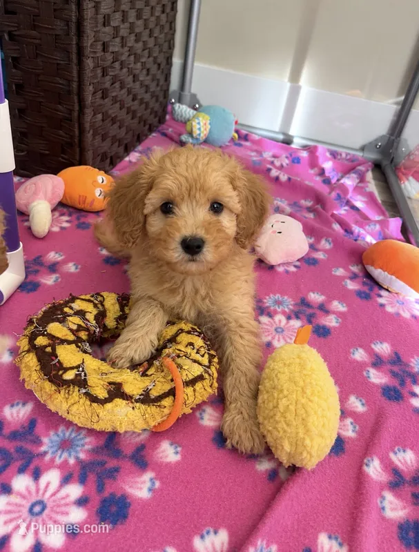 Red Collar Male – Maltipoo, Poodle - Toy  puppy for sale in Belding, MI