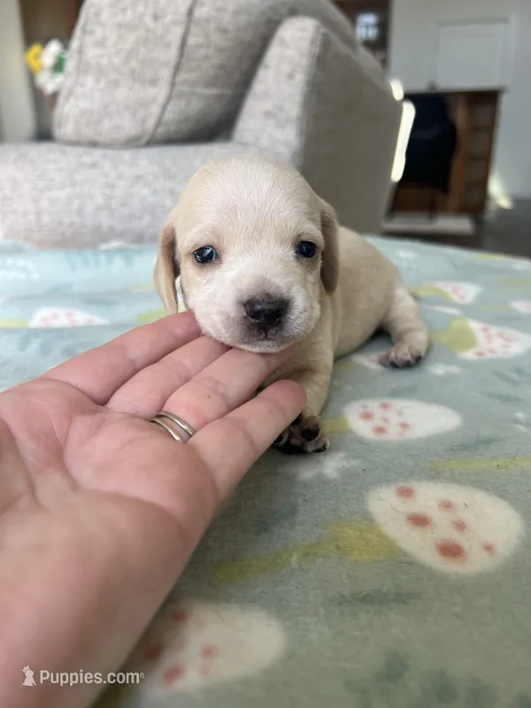 Clear ee Cream Short Hair