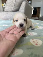 Clear ee Cream Short Hair, a female Miniature Dachshund for sale in Belding, MI – Photo 1 of 4