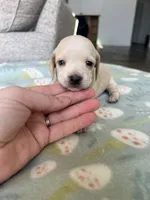 Clear ee Cream Short Hair, a female Miniature Dachshund for sale in Belding, MI – Photo 2 of 4