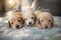 Clear ee Cream Short Hair, a female Miniature Dachshund for sale in Belding, MI – Photo 4 of 4