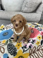 White Collar Female, a female Maltipoo and Poodle - Toy  for sale in Belding, MI – 2 of 3