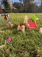 Tiny Toy Female, a female Maltipoo and Poodle - Toy  for sale in Belding, MI – 6 of 7