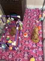 Tiny Toy Female, a female Maltipoo and Poodle - Toy  for sale in Belding, MI – 4 of 7