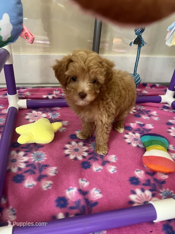 White Collar Female – Maltipoo, Poodle - Toy  puppy for sale in Belding, MI