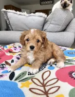 Max, a male Maltipoo for sale in Belding, MI – 2 of 2