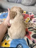 Female 2, a female Cavapoo for sale in Belding, MI – Photo 2 of 3