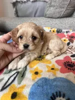 Female 2, a female Cavapoo for sale in Belding, MI – Photo 1 of 3