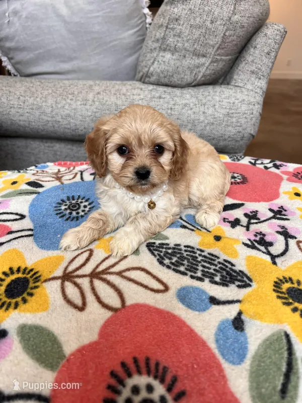 Female 2 – Cavapoo puppy for sale in Belding, MI
