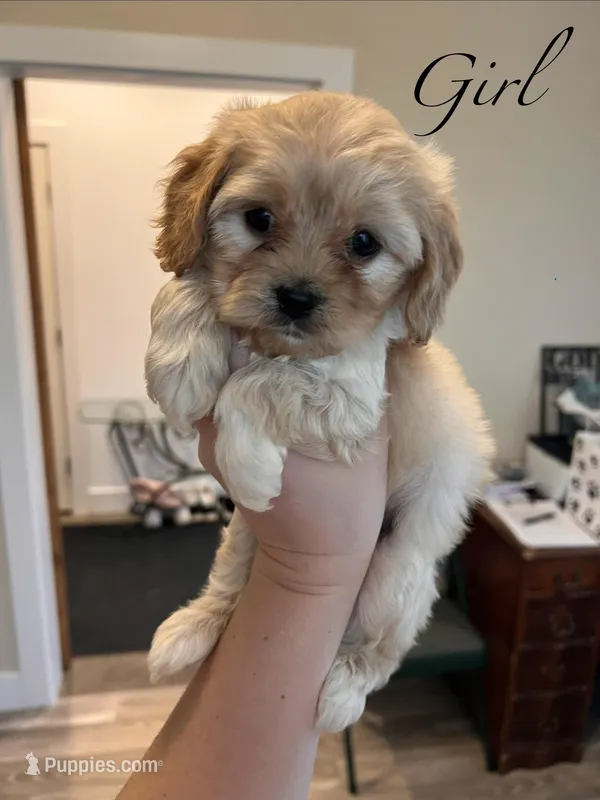 Female 2 – Cavapoo puppy for sale in Belding, MI