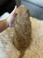 Max, a male Maltipoo for sale in Belding, MI – 3 of 3