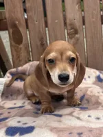 Smooth Coat Boy, a male Miniature Dachshund for sale in Belding, MI – 2 of 3