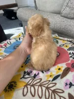 Pink Female, a female Maltipoo and Poodle - Toy  for sale in Belding, MI – 3 of 3