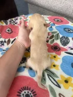 Cream Female, a female Miniature Dachshund for sale in Belding, MI – 3 of 3