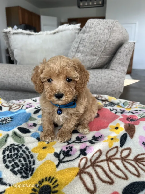 Blue Collar Male – Maltipoo, Poodle - Toy  puppy for sale in Belding, MI