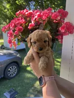 Female 3, a female Cavapoo and Poodle - Toy  for sale in Belding, MI – 1 of 1