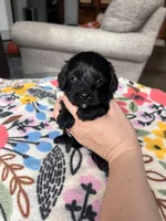 Female 2 , a female Cavapoo and Poodle - Toy  for sale in Belding, MI – 2 of 2