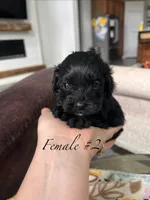 Female 2 , a female Cavapoo and Poodle - Toy  for sale in Belding, MI – 1 of 2