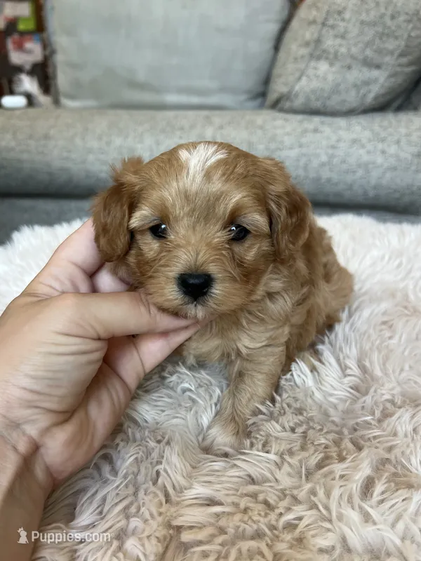 Max – Maltipoo puppy for sale in Belding, MI