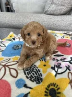 White Collar Female, a female Maltipoo and Poodle - Toy  for sale in Belding, MI – 1 of 3