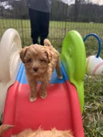 Tiny Toy Female, a female Maltipoo and Poodle - Toy  for sale in Belding, MI – 7 of 7