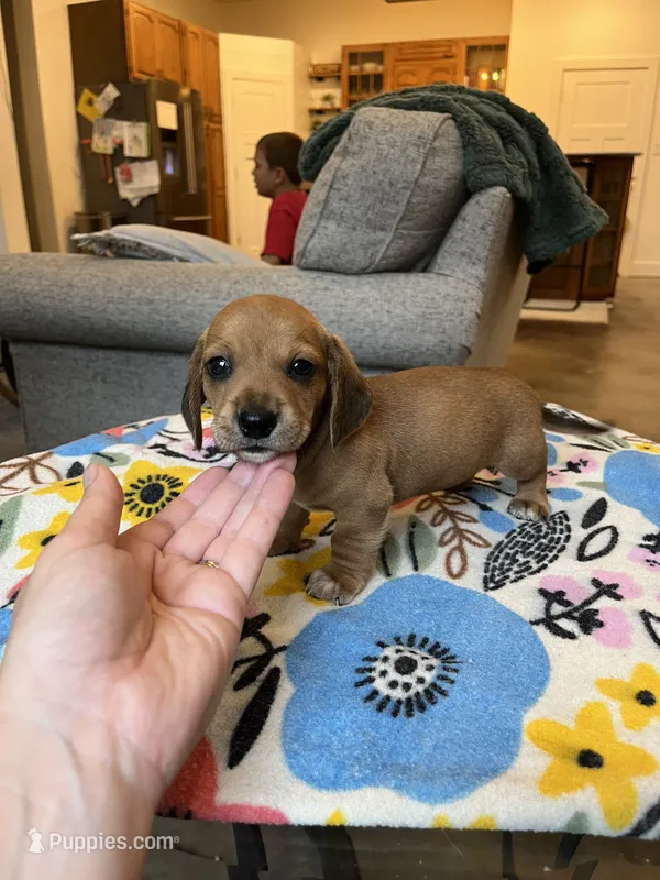 Red Boy – Miniature Dachshund puppy for sale in Belding, MI