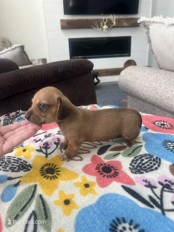 Red Boy – Miniature Dachshund puppy for sale in Belding, MI