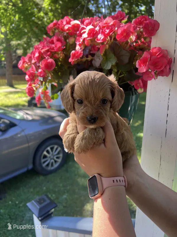 Female 2 – Cavapoo, Poodle - Toy  puppy for sale in Belding, MI