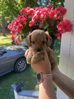 Female 2, a female Cavapoo and Poodle - Toy  for sale in Belding, MI – 1 of 1
