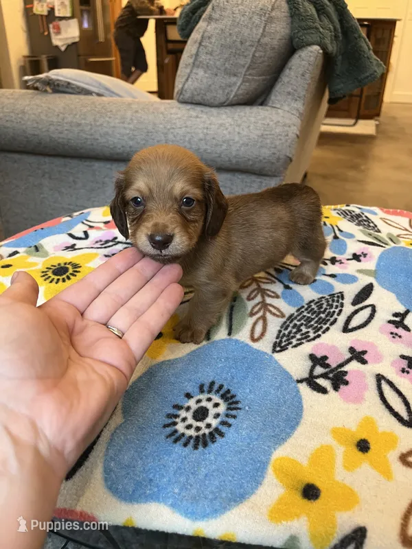 Long Hair Boy – Miniature Dachshund puppy for sale in Belding, MI