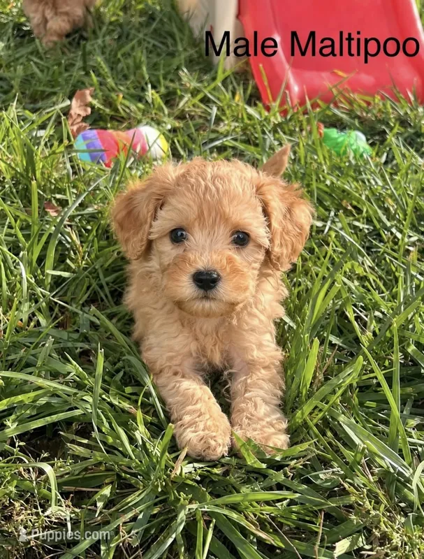 Red Collar Male – Maltipoo, Poodle - Toy  puppy for sale in Belding, MI