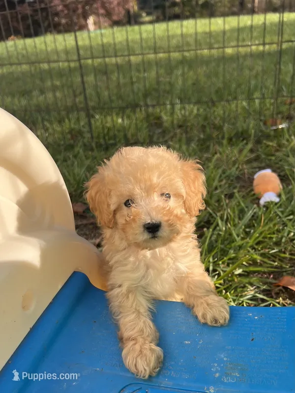 Pink Female – Maltipoo, Poodle - Toy  puppy for sale in Belding, MI