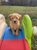 Teddy , a male Maltipoo and Poodle - Toy  for sale in Belding, MI – 3 of 4